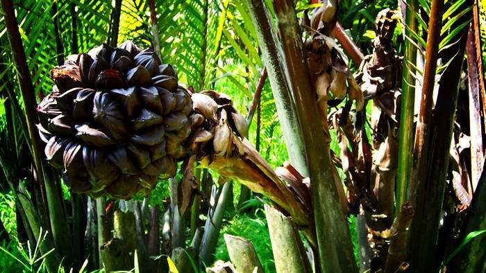 The Colorful and Meaningful Celebration of Hagonoy's Reyna Elena Tradition: A Cultural Legacy Worth Experiencing 1 Elena