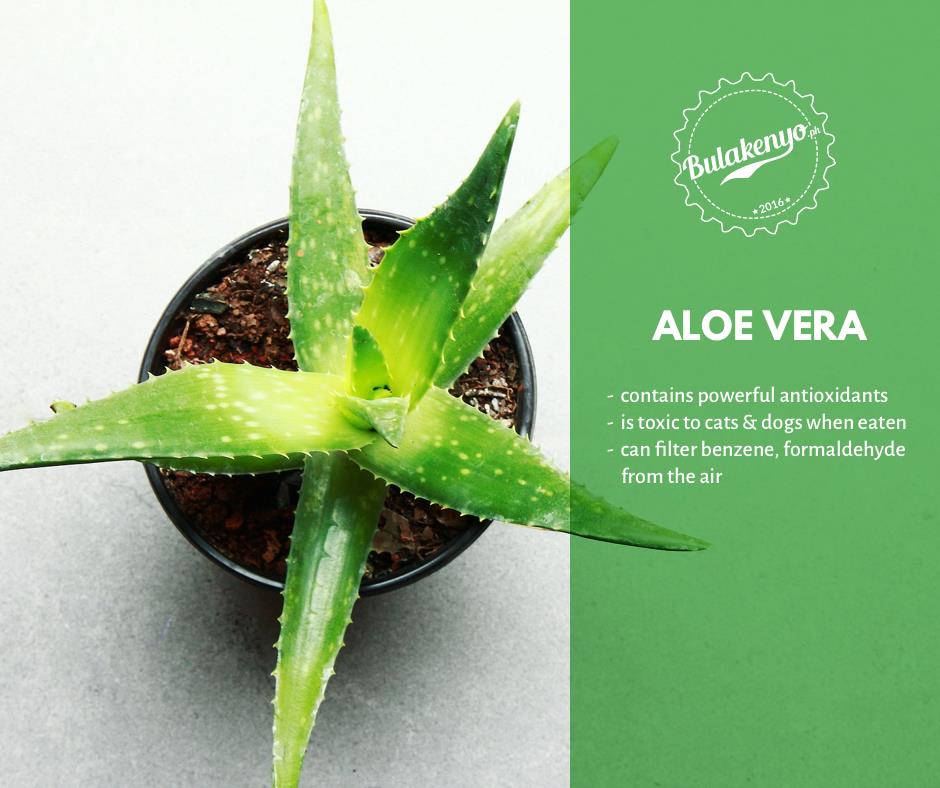 Top 7 Beautiful Indoor Plants for Plantitos and Plantitas 3 Top 7 Beautiful Indoor Plants for Plantitos and Plantitas 2