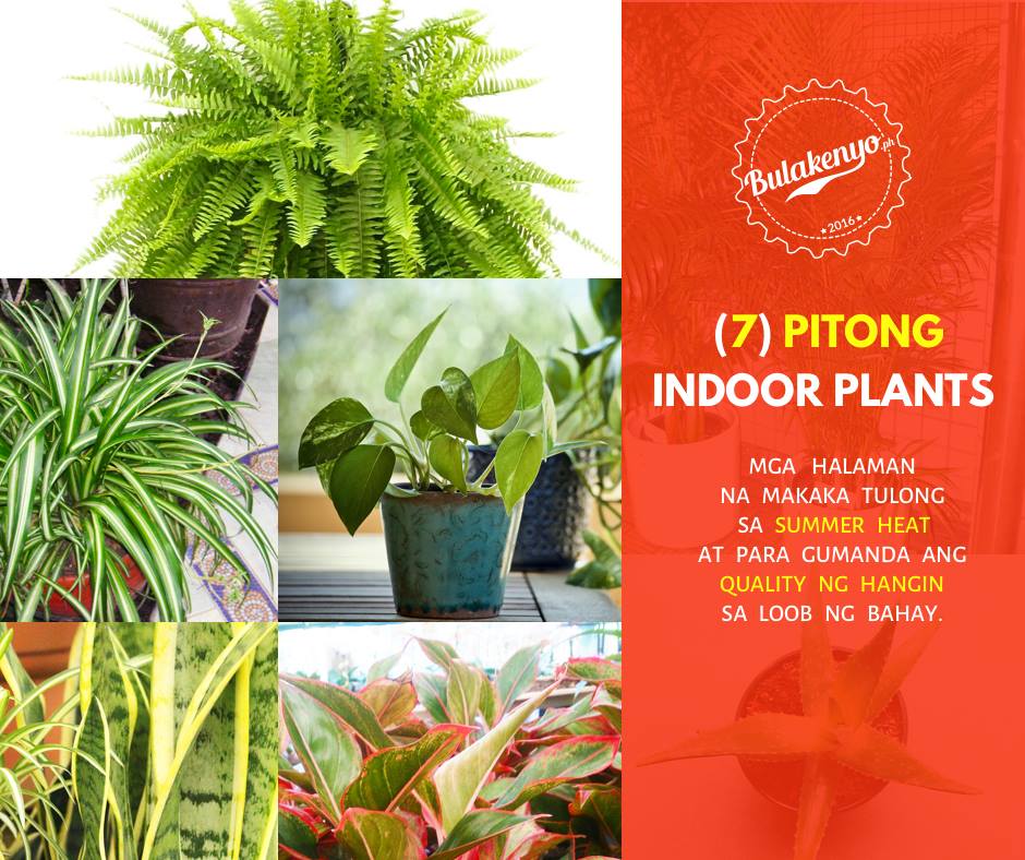 Indoor plants
