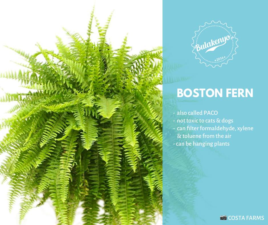 Top 7 Beautiful Indoor Plants for Plantitos and Plantitas 4 Top 7 Beautiful Indoor Plants for Plantitos and Plantitas 3