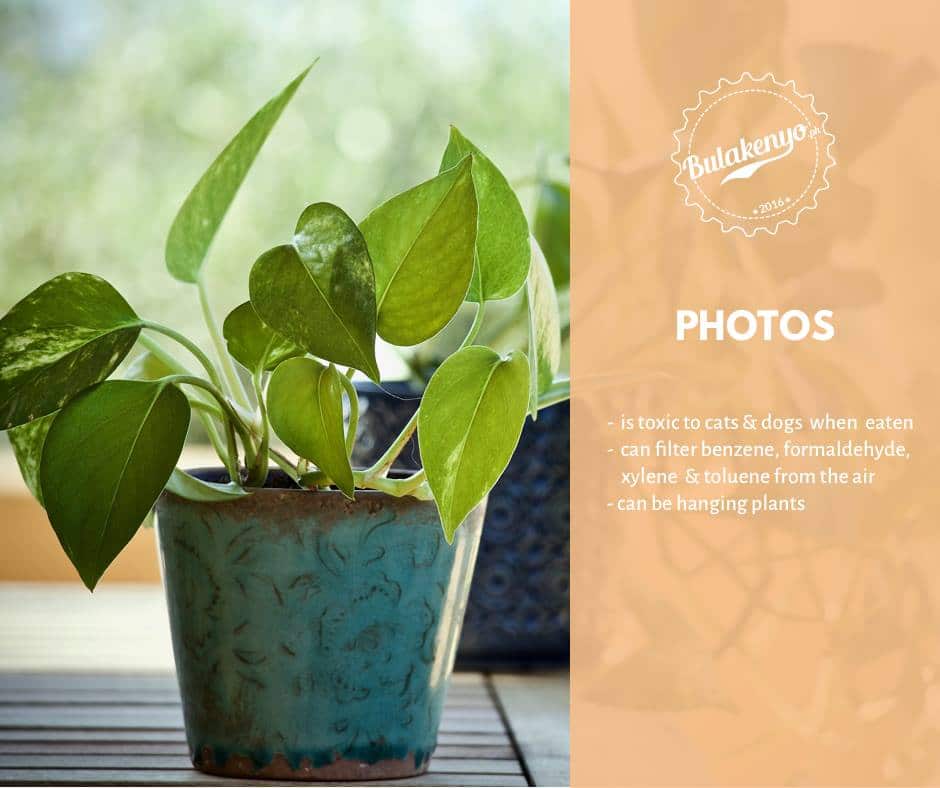 Top 7 Beautiful Indoor Plants for Plantitos and Plantitas 5 Top 7 Beautiful Indoor Plants for Plantitos and Plantitas 4