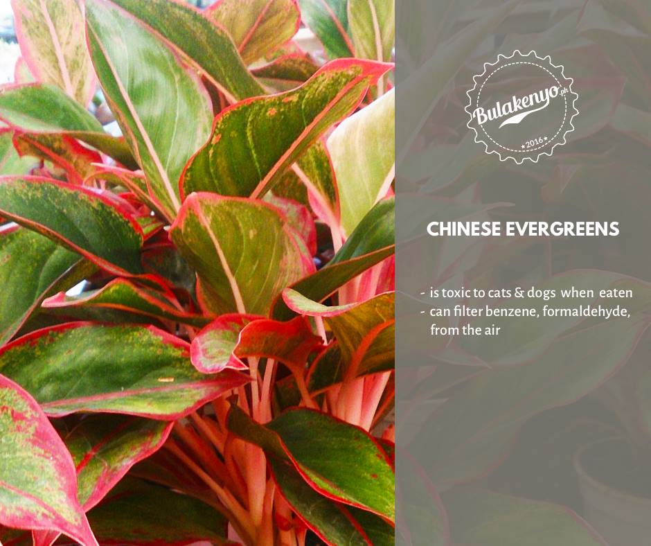 Top 7 Beautiful Indoor Plants for Plantitos and Plantitas 2 Top 7 Beautiful Indoor Plants for Plantitos and Plantitas 1