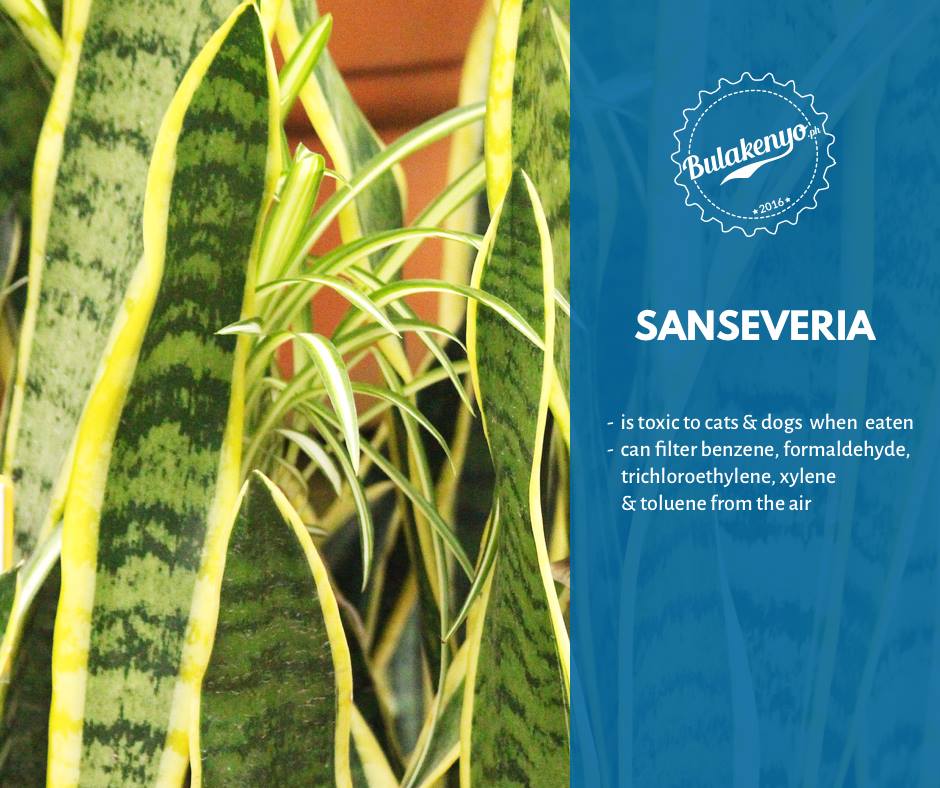 Top 7 Beautiful Indoor Plants for Plantitos and Plantitas 6 Top 7 Beautiful Indoor Plants for Plantitos and Plantitas 5