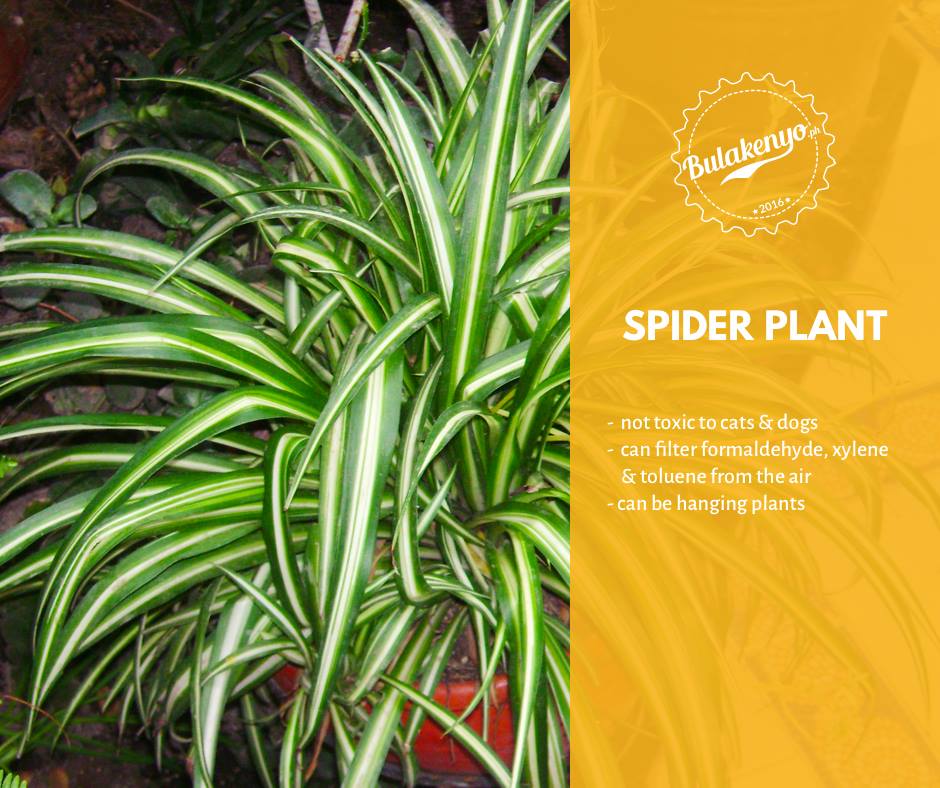 Top 7 Beautiful Indoor Plants for Plantitos and Plantitas 6