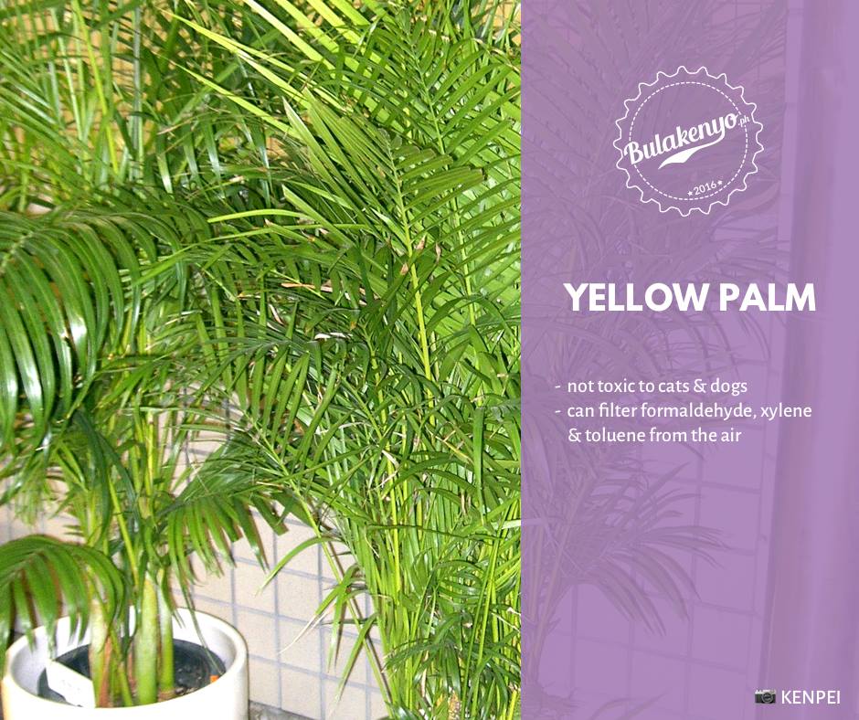 Top 7 Beautiful Indoor Plants for Plantitos and Plantitas 8 Top 7 Beautiful Indoor Plants for Plantitos and Plantitas 7