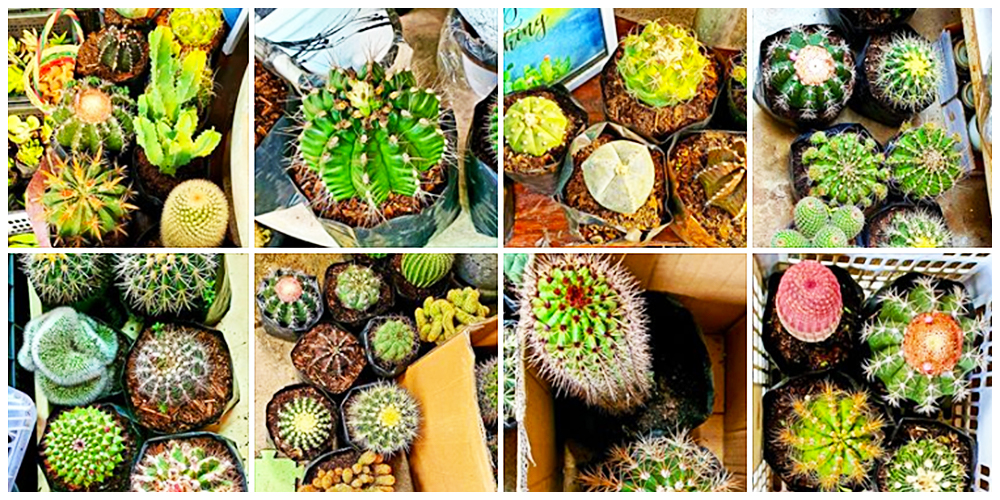 Where can I buy Cactus, Succulents and Indoor Plants in Bulacan? 11 CNsaddict KatErin - Cactus, Succulents and Indoor Plants in Bulacan