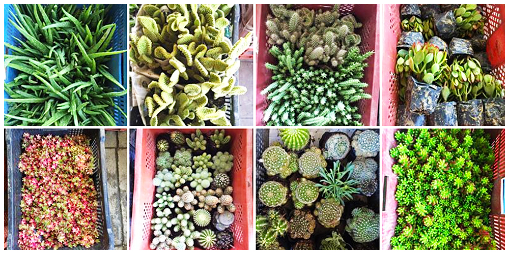 Where can I buy Cactus, Succulents and Indoor Plants in Bulacan? 18 Gardenista.ph - Cactus, Succulents and Indoor Plants in Bulacan