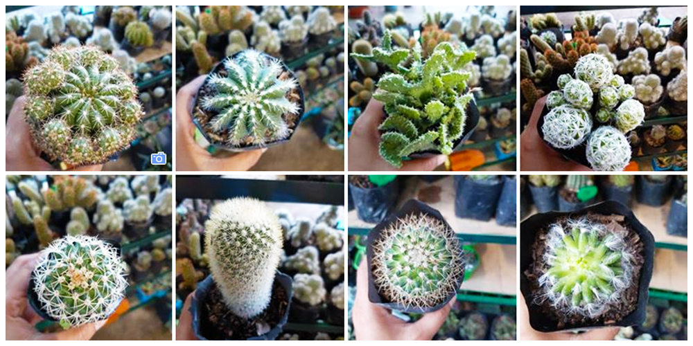 Where can I buy Cactus, Succulents and Indoor Plants in Bulacan? 17 Hanah Place Cactus and Succulent for Sale - Cactus, Succulents and Indoor Plants in Bulacan
