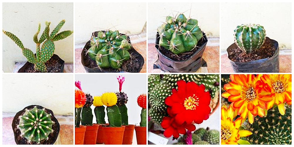 Where can I buy Cactus, Succulents and Indoor Plants in Bulacan? 20 Little Leaf - Cactus, Succulents and Indoor Plants in Bulacan