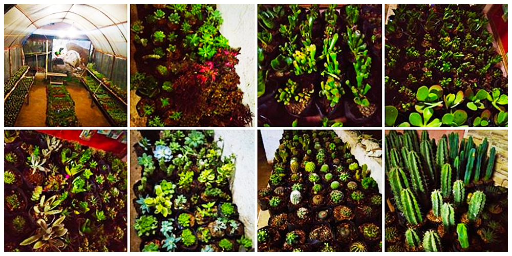 Where can I buy Cactus, Succulents and Indoor Plants in Bulacan? 13 Mini Dino Park and Eco Garden - Cactus, Succulents and Indoor Plants in Bulacan