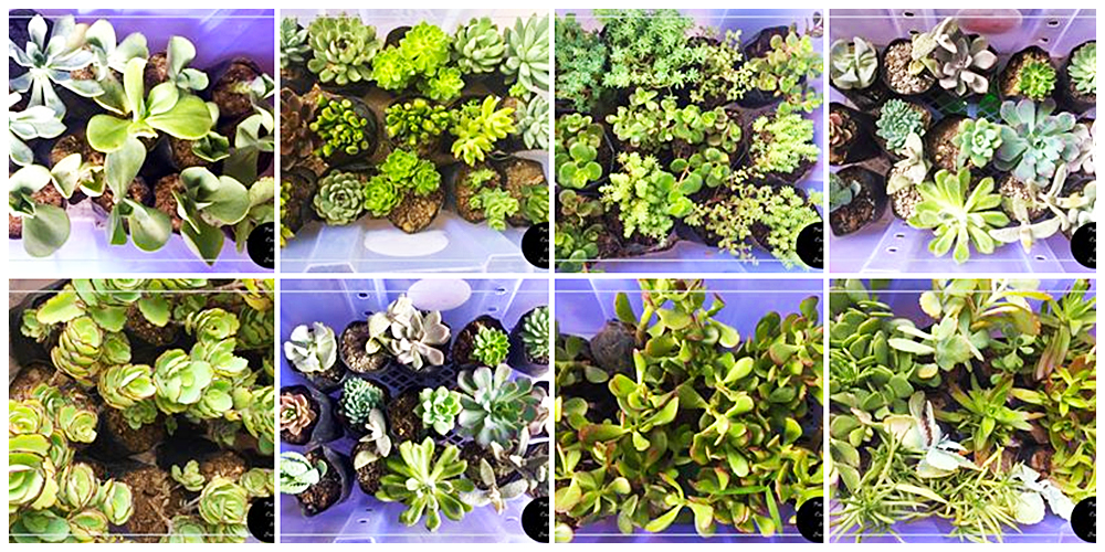 Where can I buy Cactus, Succulents and Indoor Plants in Bulacan? 19 Pots of Cacti and Succie - Cactus, Succulents and Indoor Plants in Bulacan