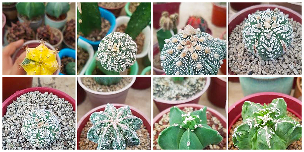 Where can I buy Cactus, Succulents and Indoor Plants in Bulacan? 1 The Cactus Dojo - Cactus, Succulents and Indoor Plants in Bulacan