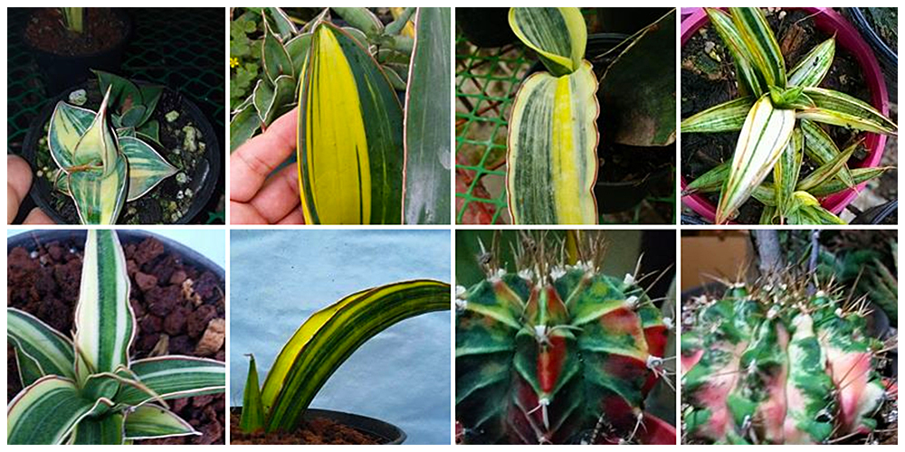 Where can I buy Cactus, Succulents and Indoor Plants in Bulacan? 12 Arid and Aroids - Cactus, Succulents and Indoor Plants in Bulacan