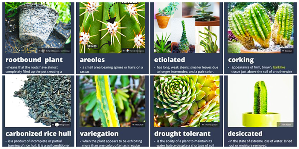 Where can I buy Cactus, Succulents and Indoor Plants in Bulacan? 9 Cactulentbox sells online and one of the top resources for learning about Cacti and Succulent care.
Varieties: Wide Range of Pots, Stands and Crates