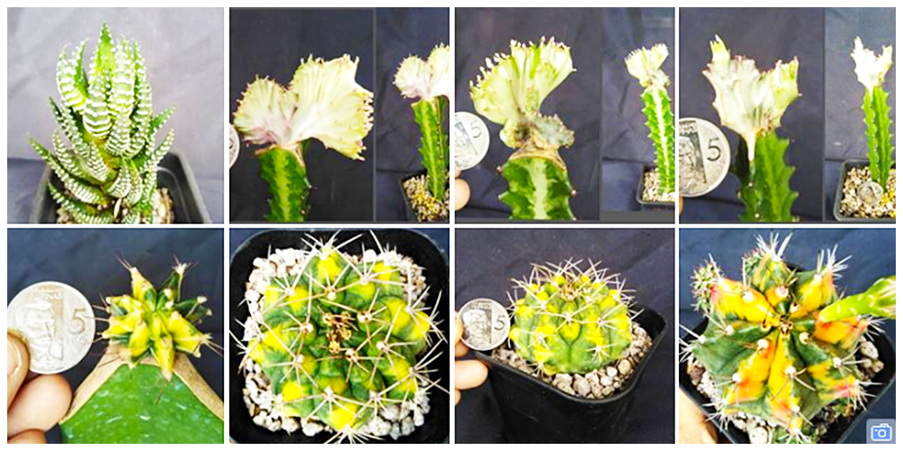 Where can I buy Cactus, Succulents and Indoor Plants in Bulacan? 22 Where can I buy Cactus, Succulents and Indoor Plants in Bulacan? 1