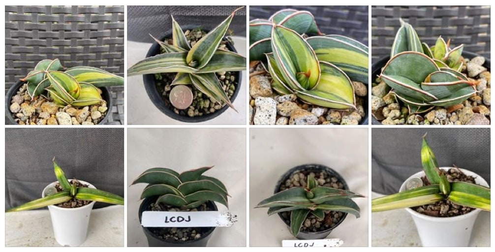 Where can I buy Cactus, Succulents and Indoor Plants in Bulacan? 24 Where can I buy Cactus, Succulents and Indoor Plants in Bulacan? 3