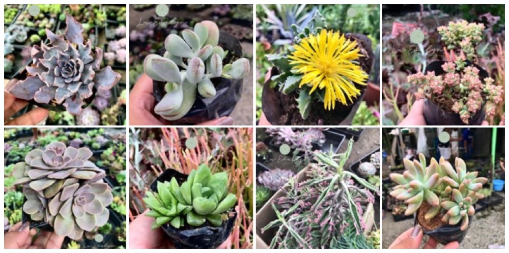 Where can I buy Cactus, Succulents and Indoor Plants in Bulacan? 23 Where can I buy Cactus, Succulents and Indoor Plants in Bulacan? 2