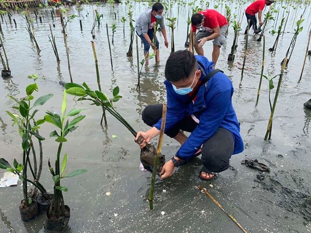 Mangrove Planting in Bulacan by San Miguel Corporation (SMC)