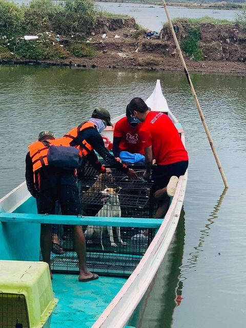 SMC, Animal Kingdom rescue abandoned animals in Taliptip, Bulakan 4