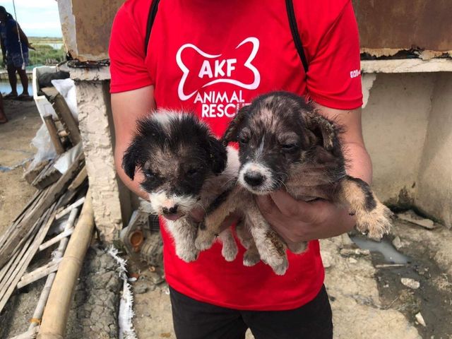 SMC, Animal Kingdom rescue abandoned animals in Taliptip, Bulakan 2 Animal Kingdom Foundation (AKF)