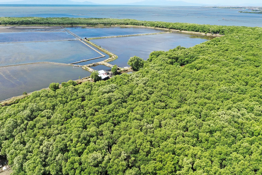 Mangrove Plantation