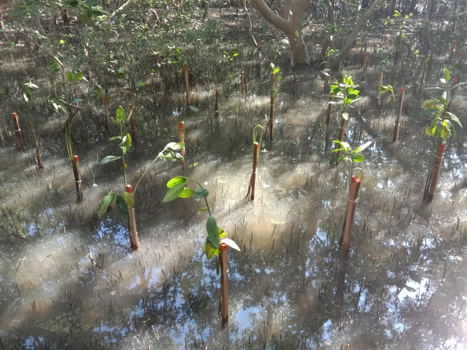 Mangrove Plantation