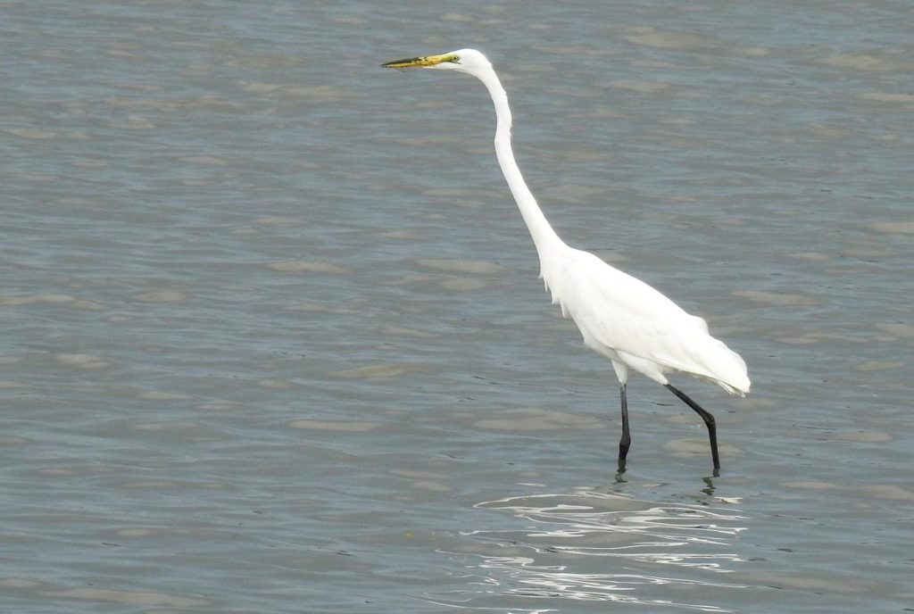 SMC Bares Plan to Protect Birds around Bulacan Airport Project 2 Birds