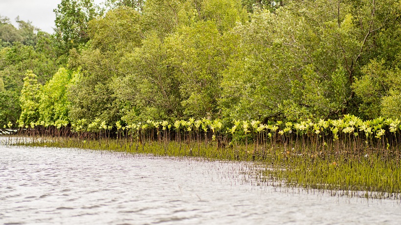 Million Trees