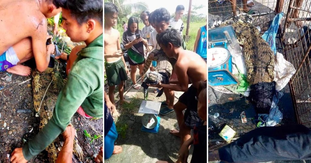 Elusive 6-ft Crocodile captured near Guiguinto River after a three-week hunt 2 Crocodile