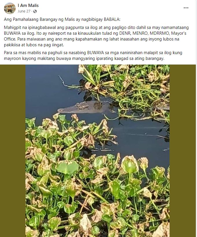 Elusive 6-ft Crocodile captured near Guiguinto River after a three-week hunt 1 Crocodile