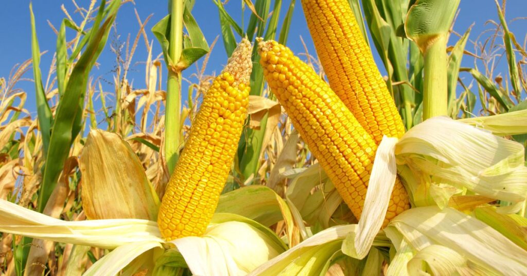 Significant Income Boost for Local Corn Farmers with SMC's Support, Direct Purchases Surge to P23.9B from 2020 until now 2 Corn