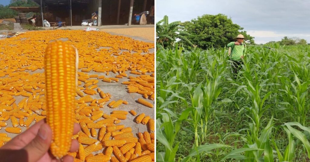 Significant Income Boost for Local Corn Farmers with SMC's Support, Direct Purchases Surge to P23.9B from 2020 until now 1 Corn